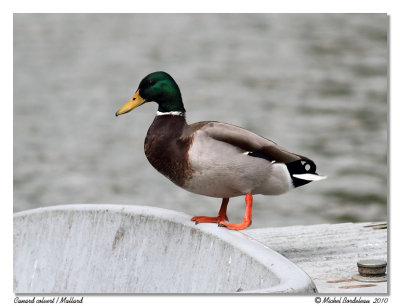 Canard colvert  Mallard