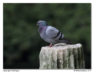 Pigeon bizet  Rock Pigeon