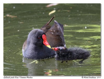 Galinule poule-d'eau  Common Moorhen