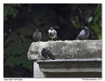 Pigeon bizet  Rock Pigeon