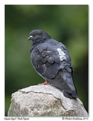 Pigeon bizet <br> Rock Pigeon
