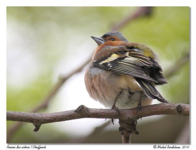 Pinson des arbres  Chaffinch