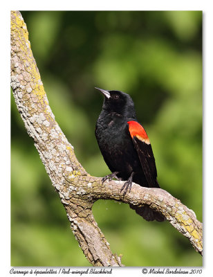 Carouge  paulettes  Red-winged Blackbird