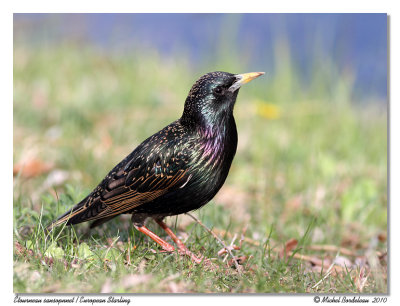 Étourneau sansonnet European Starling