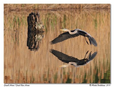 Grand Héron Great Blue Heron