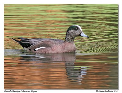Canard d'Amrique  American Wigeon