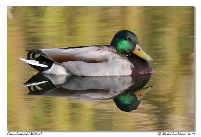 Canard colvert  Mallard