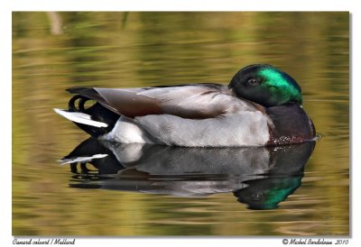 Canard colvert  Mallard