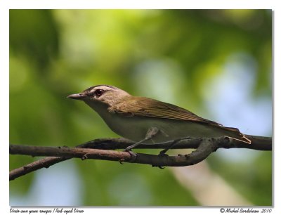 Viro aux yeux rouges  Red eyes vireo