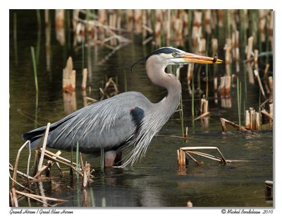 Grand hron  Great Blue Heron