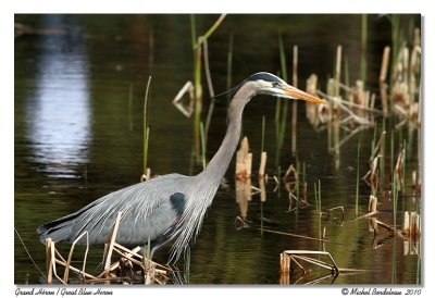 Grand hron  Great Blue Heron