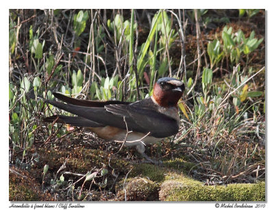 Hirondelle  front blanc  Cliff swallow