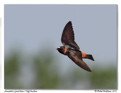 Hirondelle  front blanc  Cliff swallow