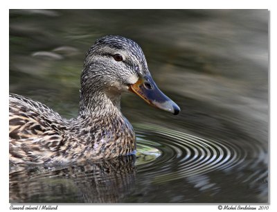 Canard colvert  Mallard