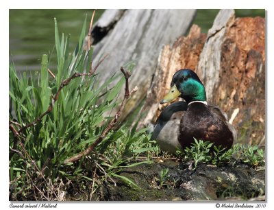 Canard colvert  Mallard