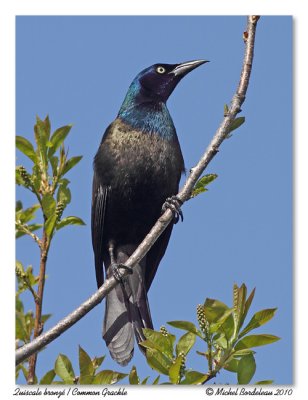 Quiscale bronz  Common Grackle