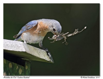 Merlebleu de l'est  Eastern bluebird