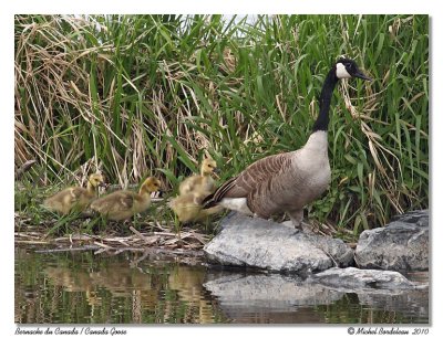 Bernache du Canada  Canada Goose