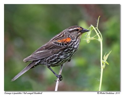 Carouge  paulettes  Red winged blackbird