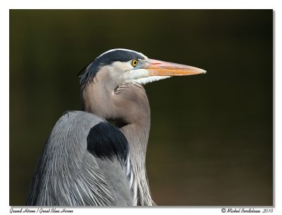 Grand hron  Great Blue Heron