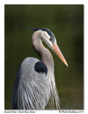 Grand hron  Great Blue Heron