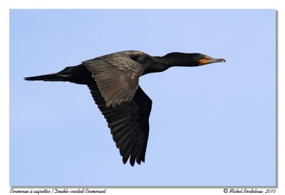 Cormoran  aigrettes  Double-crested Cormorant