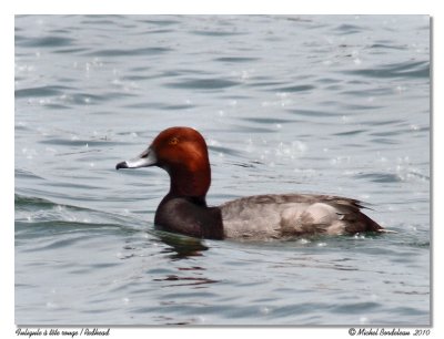 Fuligule  tte rouge - Redhead
