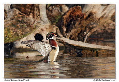 Canard branchu  Wood Duck