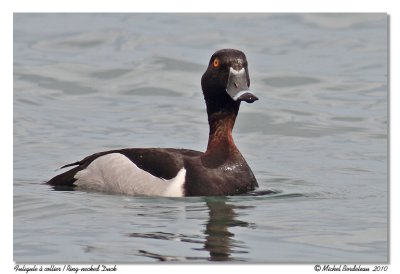 Fuligule  collier - Ring-necked Duck