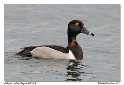 Fuligule à collier - Ring-necked Duck