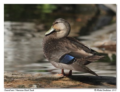 Canard noir  American Black Duck