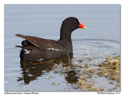 Galinule poule d'eau  Common moorhen