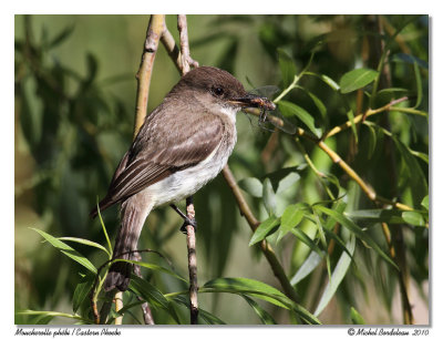 Moucherolle phbi  Eastern Phoebe