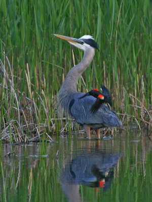 Grand héron - Great blue heron