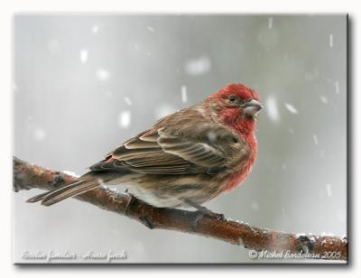 Roselin familier - House finch