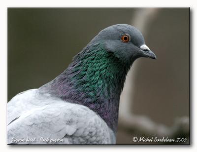 Pigeon biset - Rock pigeon