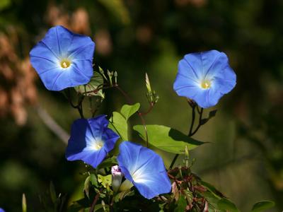 g3/23/510323/3/53320796.fleurIMG_0440.jpg