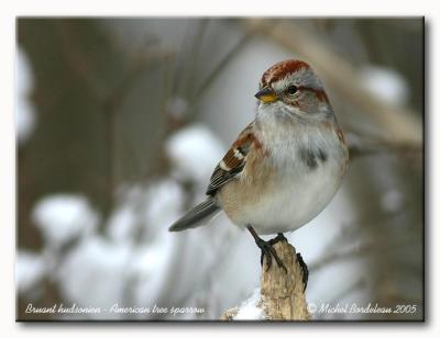 Bruant hudsonien - American tree sparrow