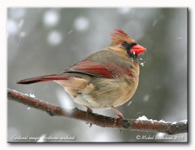 Cardinal rouge - Northern cardinal