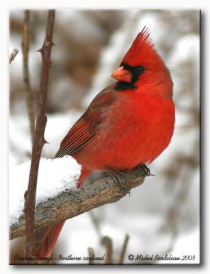 Cardinal rouge - Northern cardinal