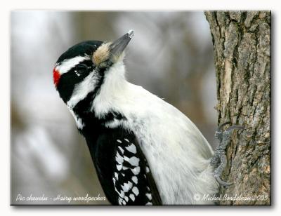 Pic chevelu - Hairy woodpecker