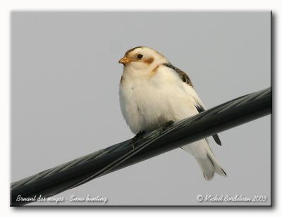 Bruant des neiges - Snow bunting