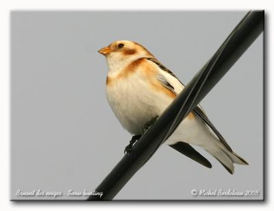 Bruant des neiges - Snow bunting