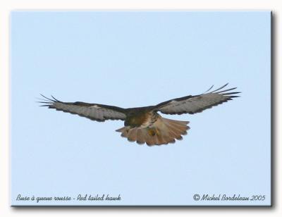 Buse à queue rousse - Red tailed hawk