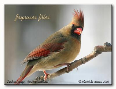 Cardinal rouge - Northern cardinal