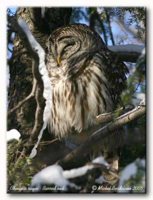 Chouette raye - Barred owl