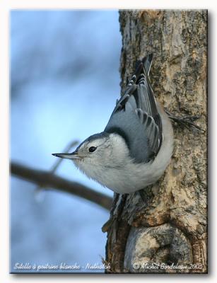 Sitelle  poitrine blanche - Nuthatch