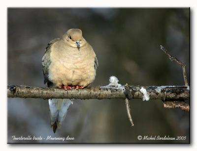 Tourterelle triste - Mourning dove