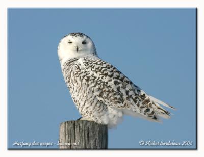 Harfang des neiges - Snowy owl