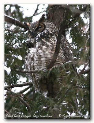 Grand duc d'amrique - Great horned owl